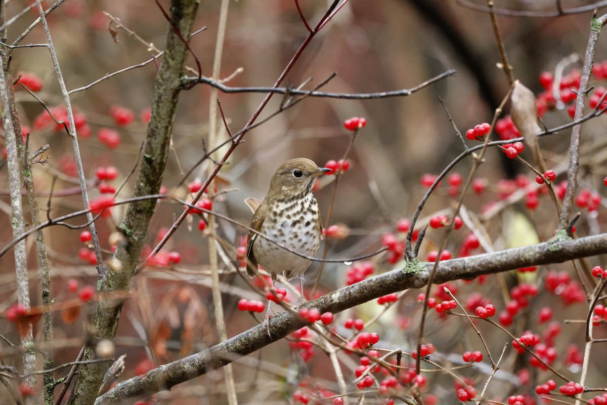 Hermit Thrush - ML612536209