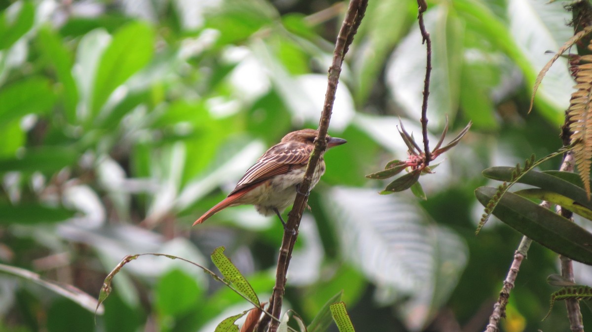 Streaked Flycatcher - ML612536302