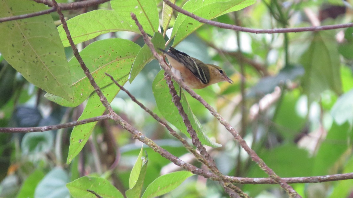 Bay-breasted Warbler - ML612536364