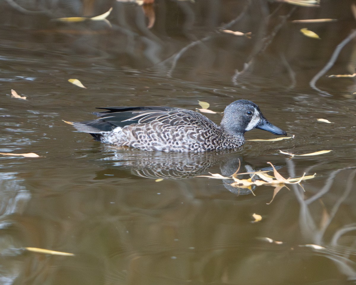 Blue-winged Teal - David Anderson