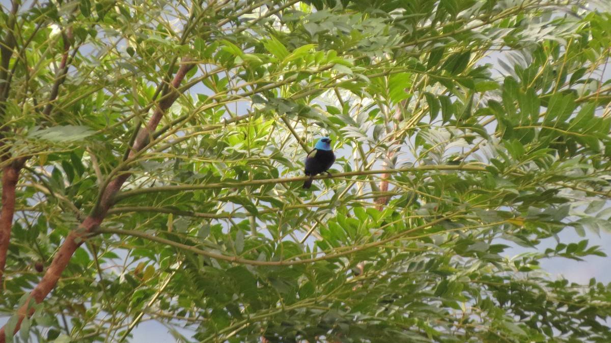 Blue-necked Tanager - ML612536390