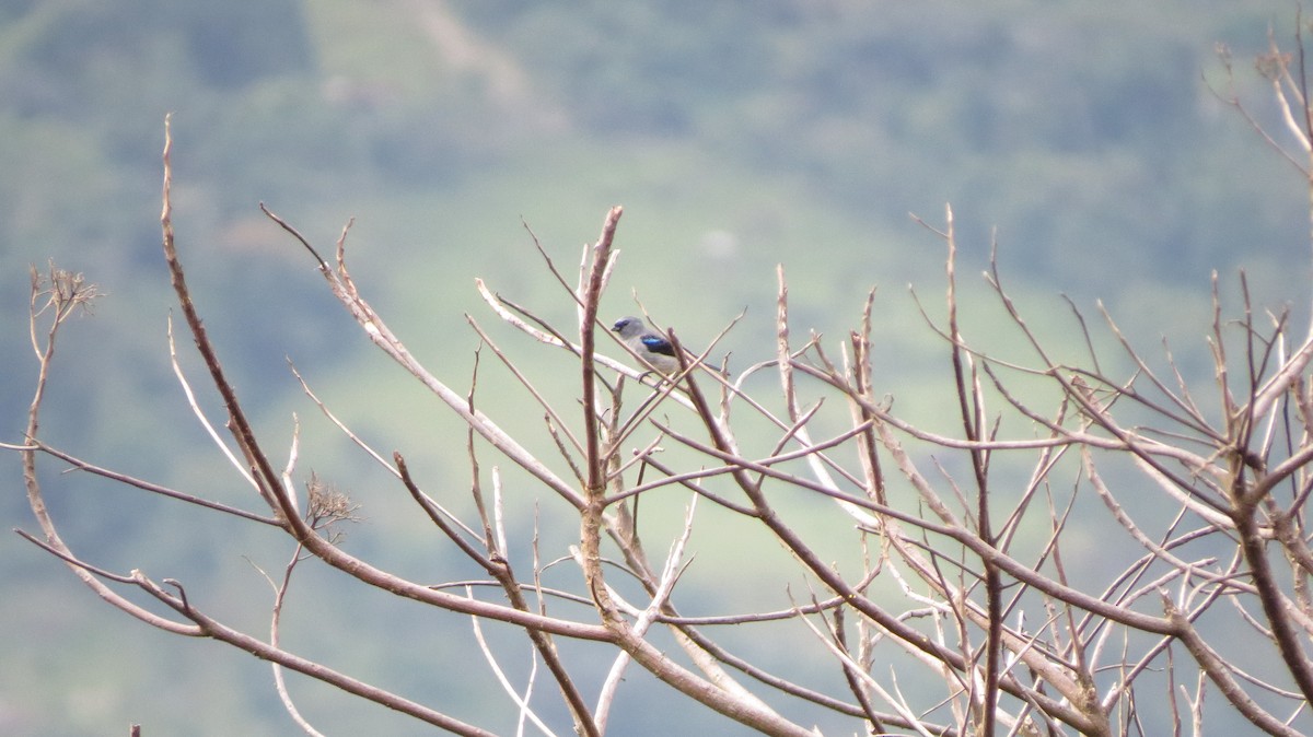 Plain-colored Tanager - ML612536393