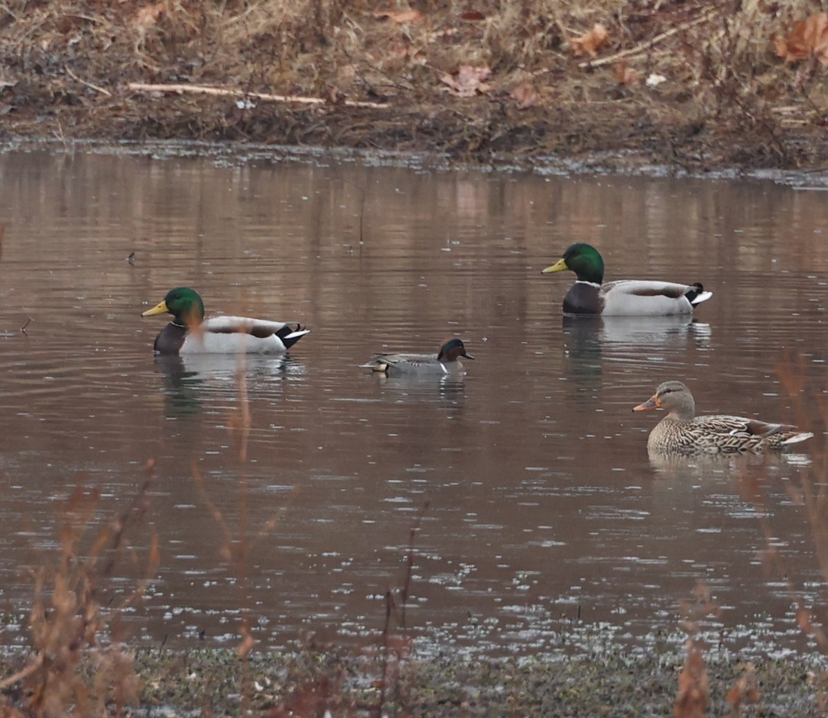 Green-winged Teal - ML612536394