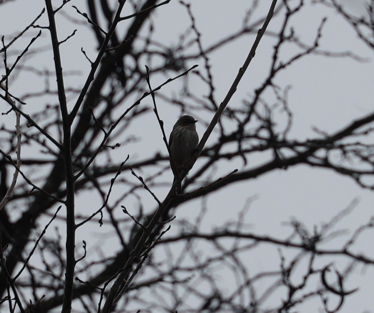 Yellow-rumped Warbler - ML612536406