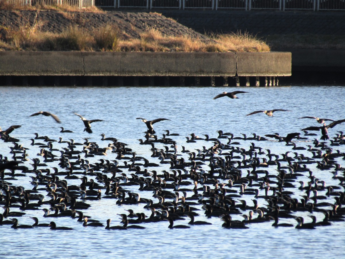 Great Cormorant - ML612536407