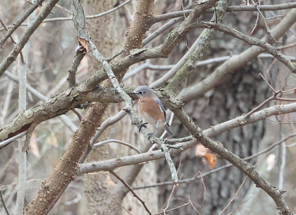 østblåfugl - ML612536412