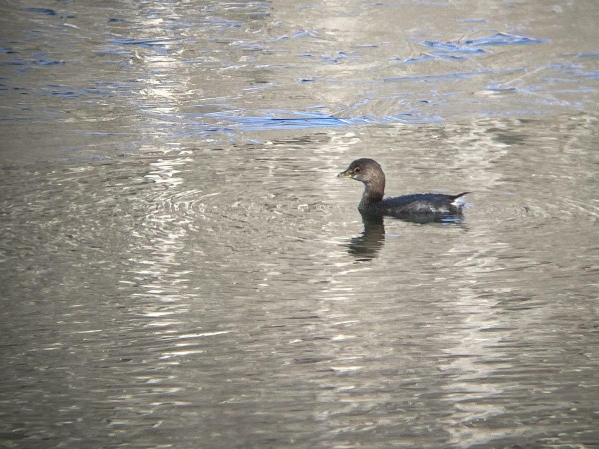 Pied-billed Grebe - ML612536417