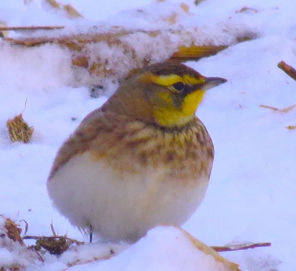 Horned Lark - ML612536441