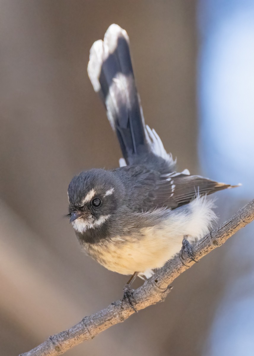 Gray Fantail - Julie Clark