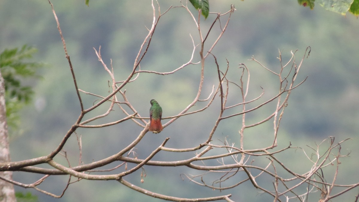Rufous-tailed Hummingbird - Xilena Rueda