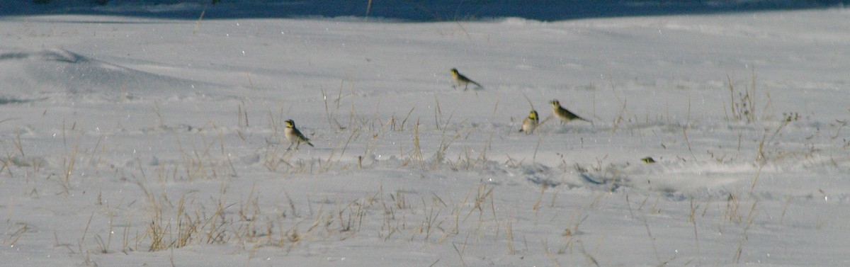 Horned Lark - ML612536527