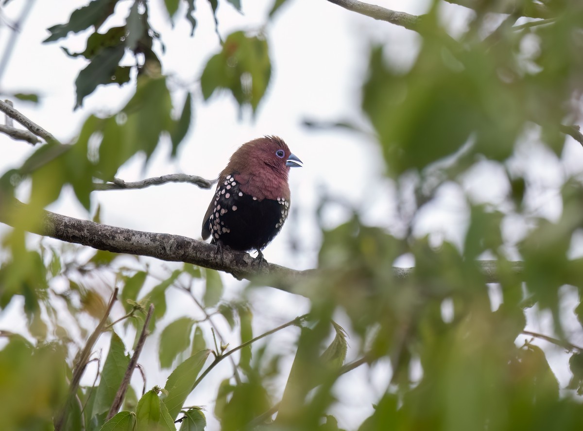 Pink-throated Twinspot - ML612536536