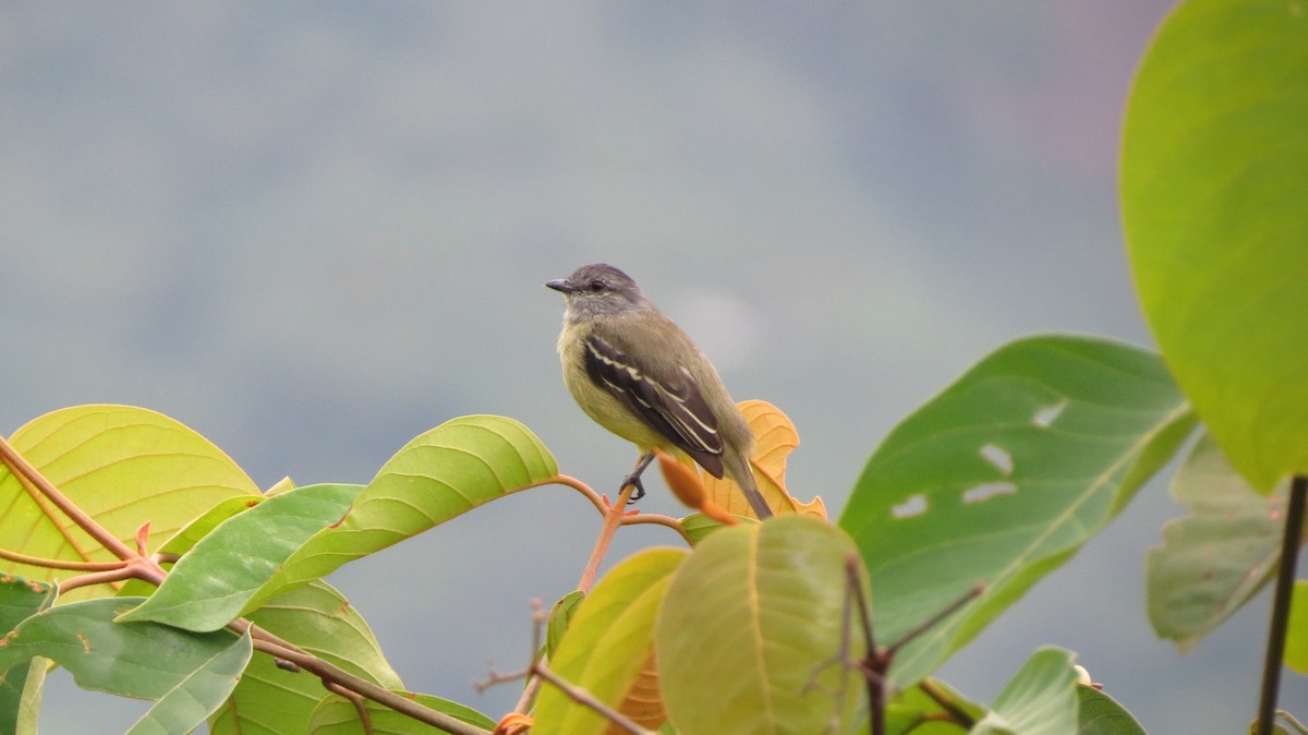 Yellow-crowned Tyrannulet - ML612536610