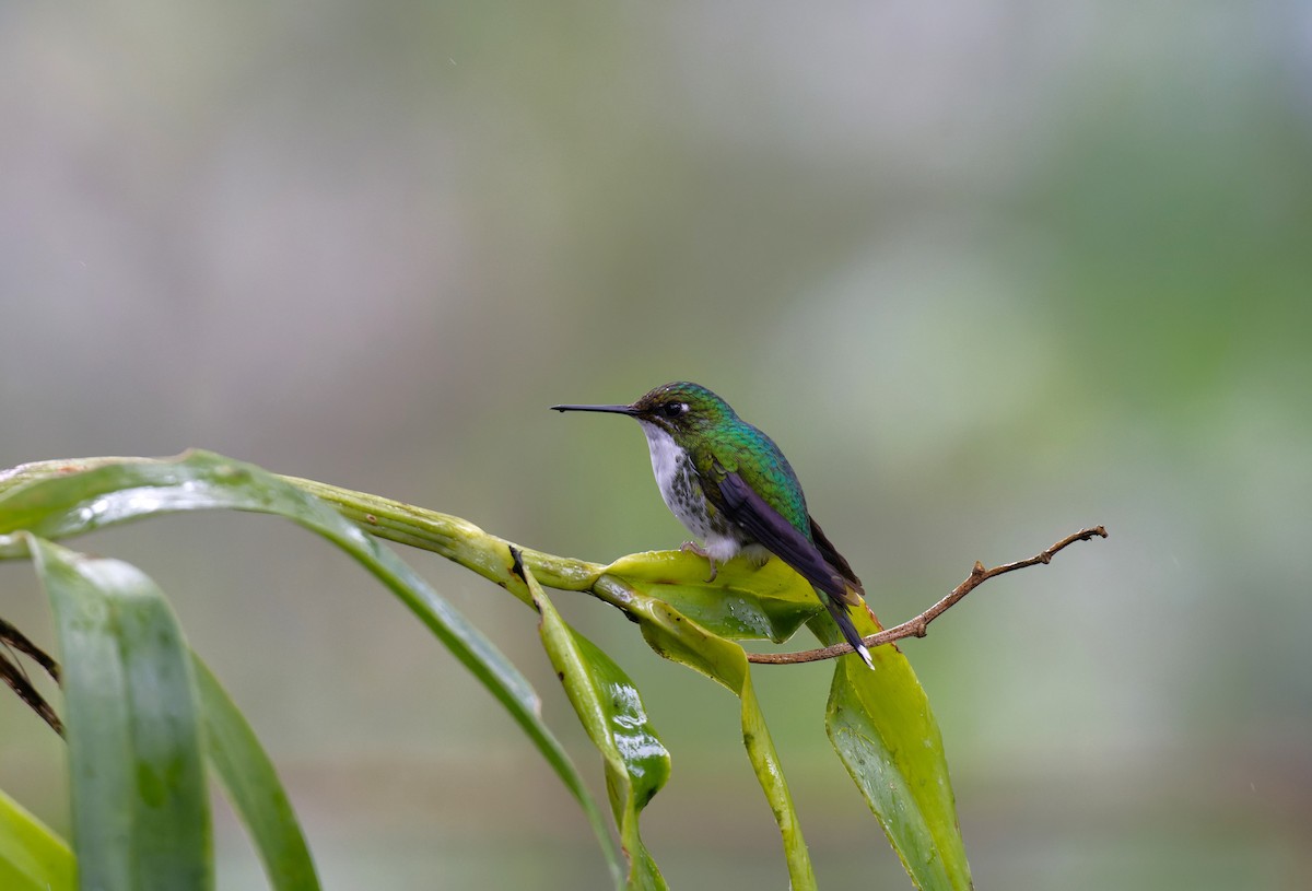 White-booted Racket-tail - ML612536633