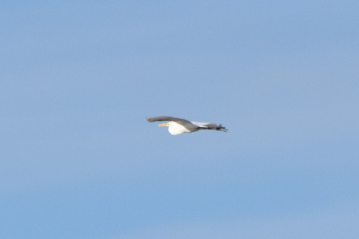 Great Egret - ML612536672