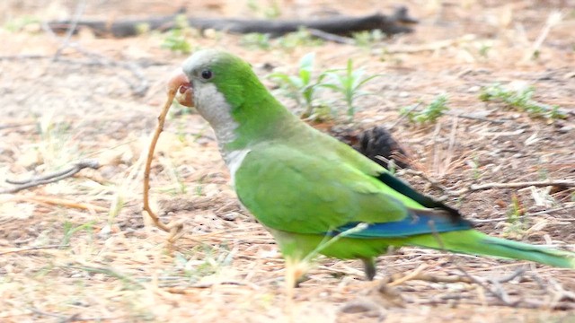 Monk Parakeet - ML612536773