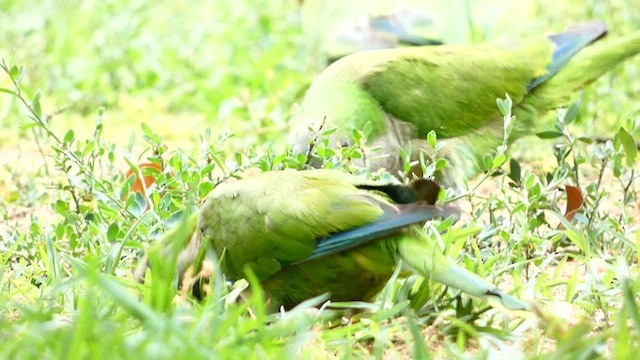 Monk Parakeet - ML612536793