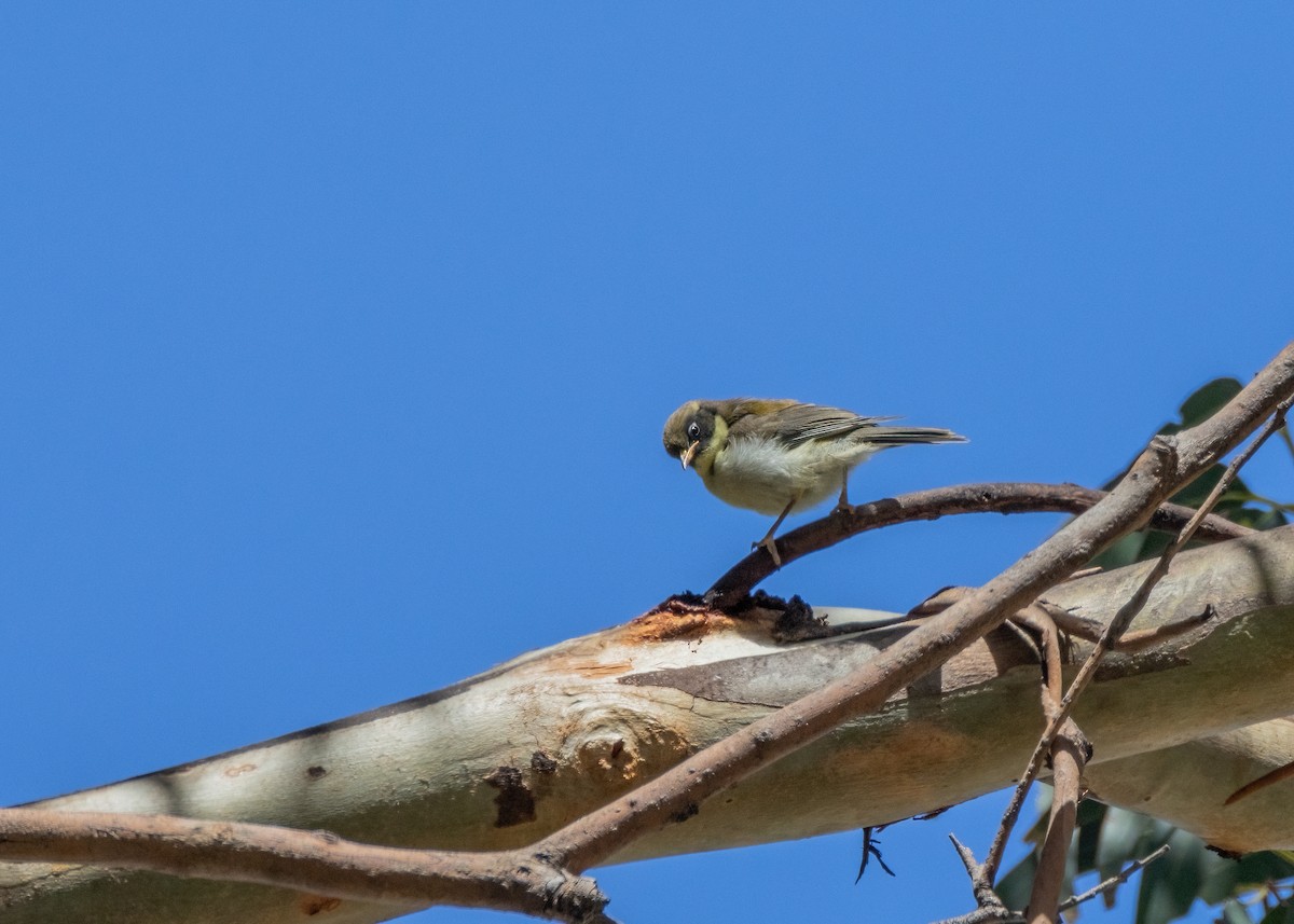 Black-headed Honeyeater - ML612536982