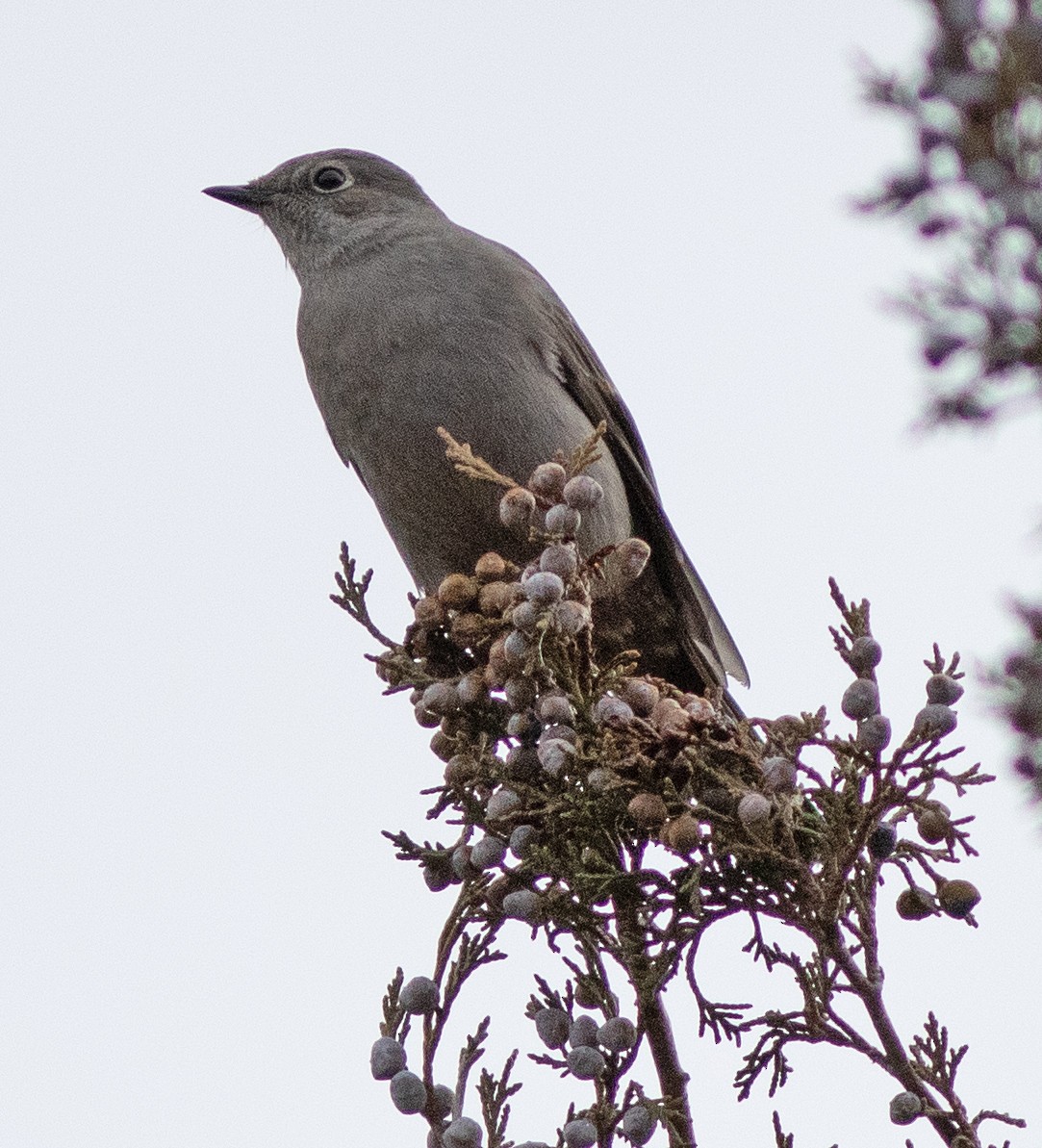 Townsend's Solitaire - ML612537090