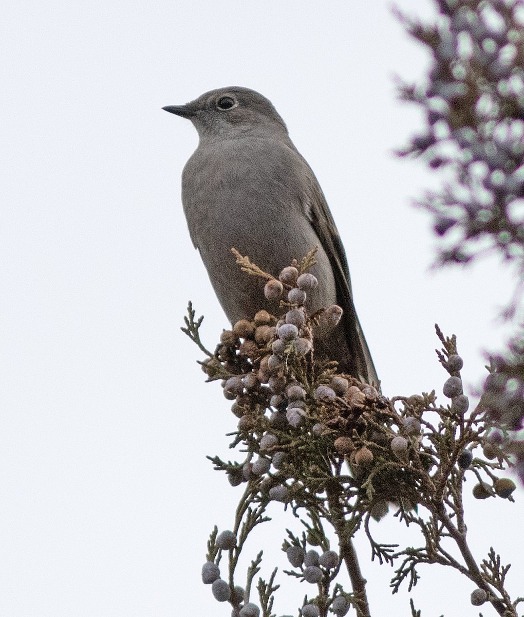 Townsend's Solitaire - ML612537091