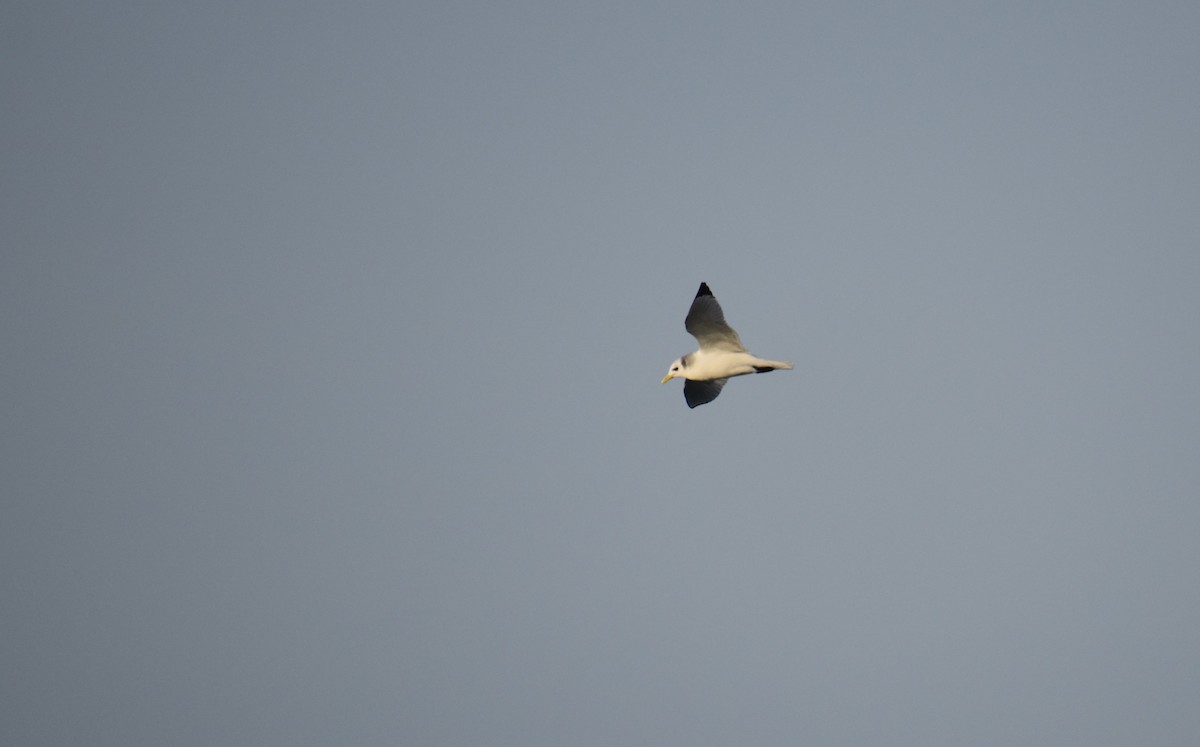 Black-legged Kittiwake - ML612537113