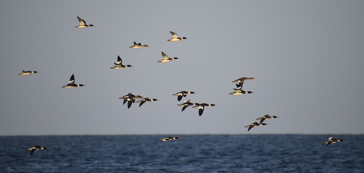 Red-breasted Merganser - ML612537120