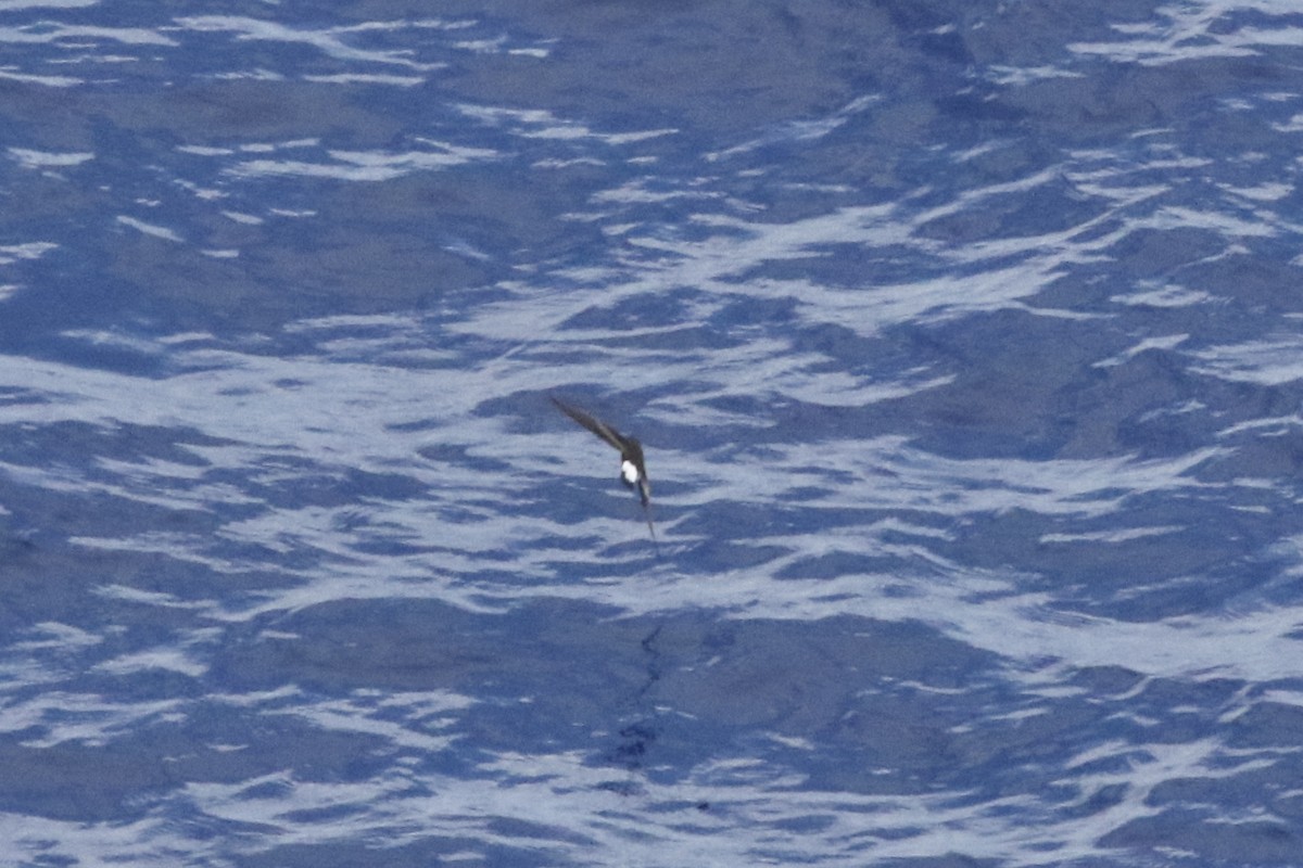 Wedge-rumped Storm-Petrel - ML612537141