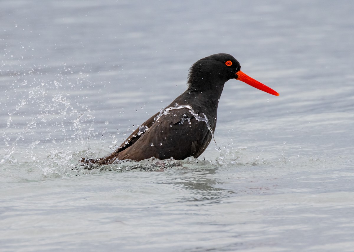 Sooty Oystercatcher - ML612537149