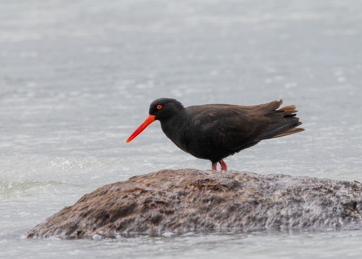 Sooty Oystercatcher - ML612537153