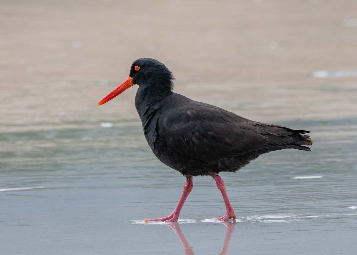 Sooty Oystercatcher - ML612537154