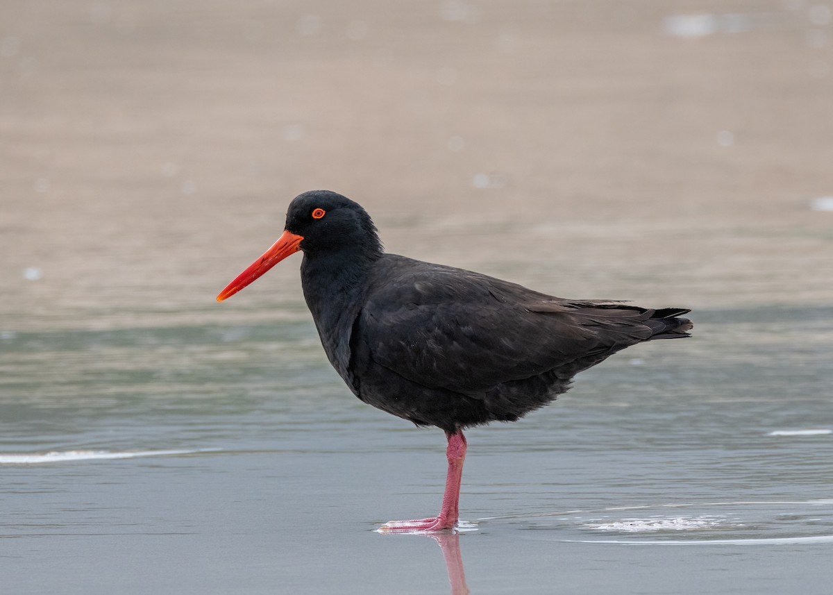 Sooty Oystercatcher - ML612537155