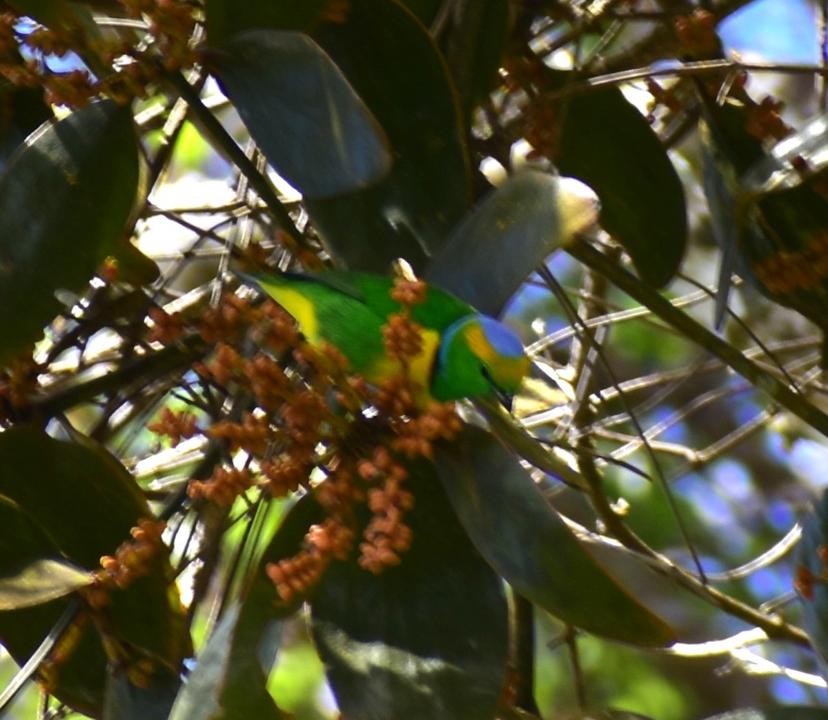 Golden-browed Chlorophonia - Andrea McFall