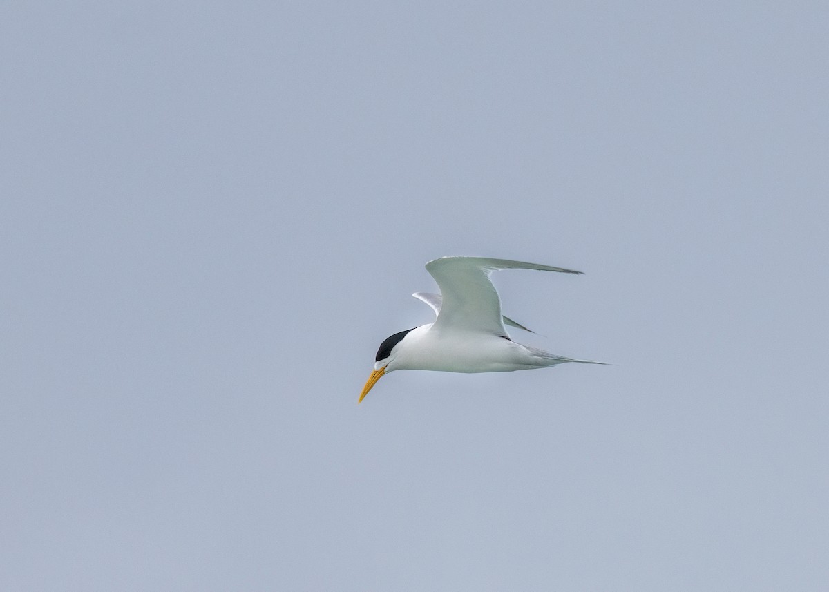 Great Crested Tern - ML612537172