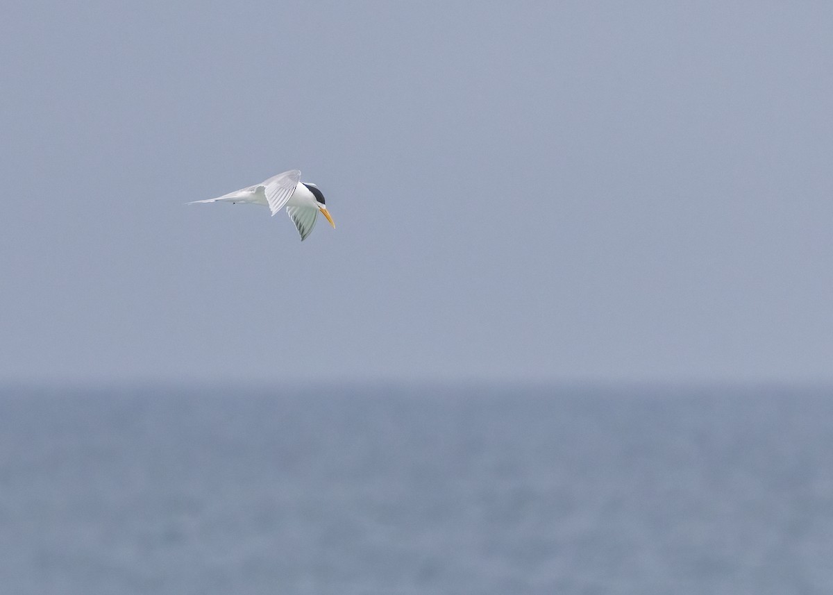 Great Crested Tern - ML612537173
