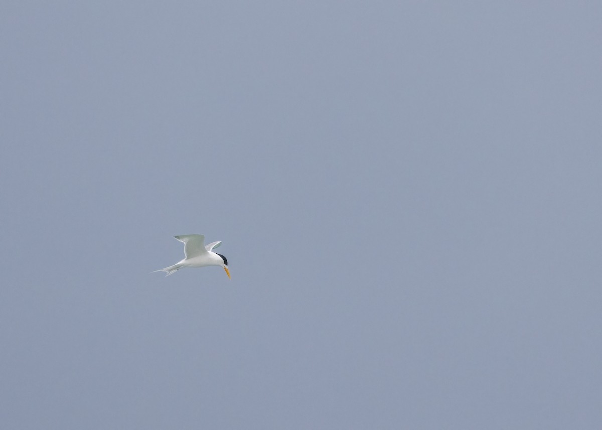 Great Crested Tern - ML612537174