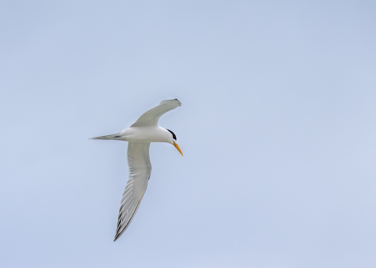 Great Crested Tern - ML612537175