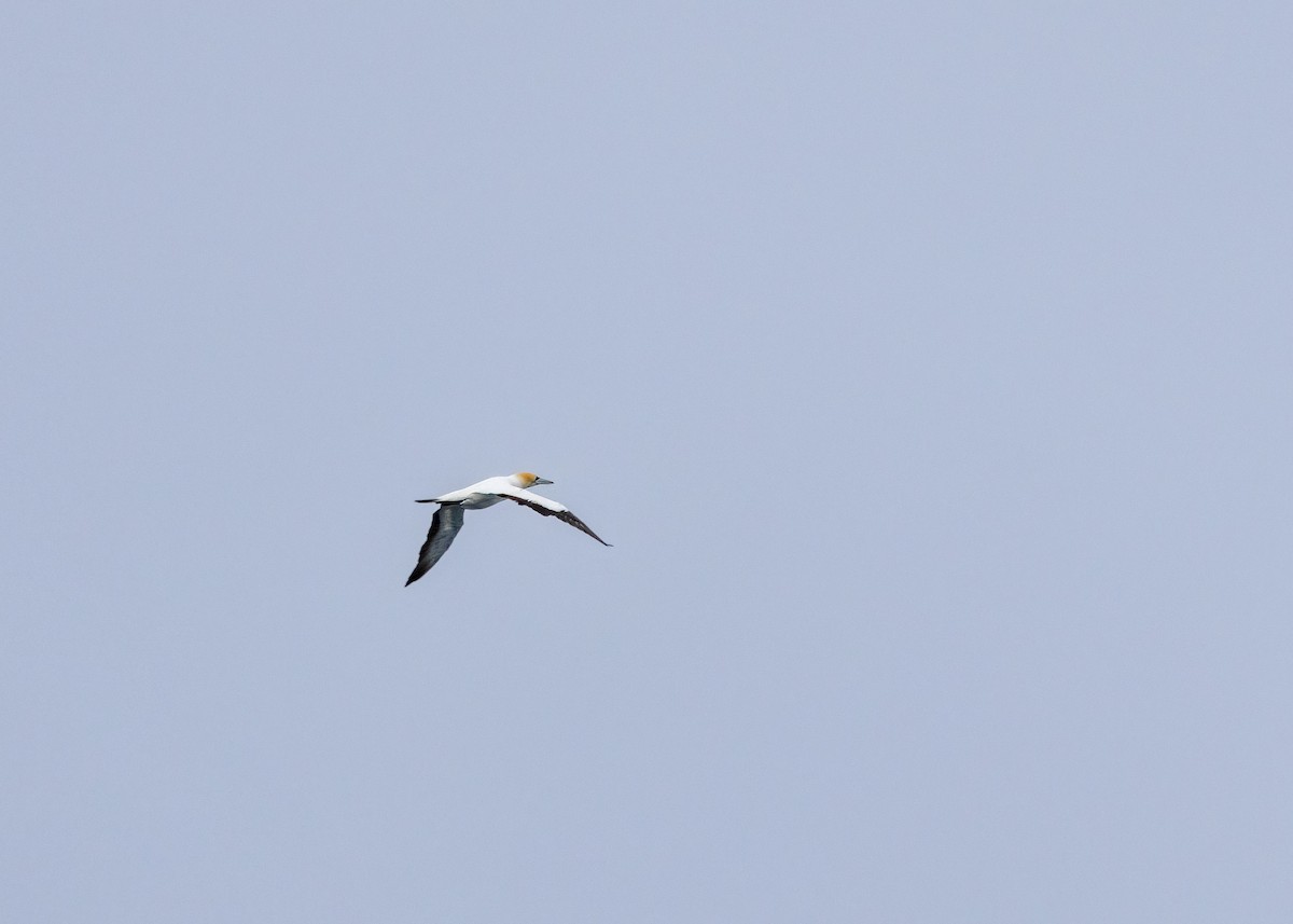 Australasian Gannet - ML612537197