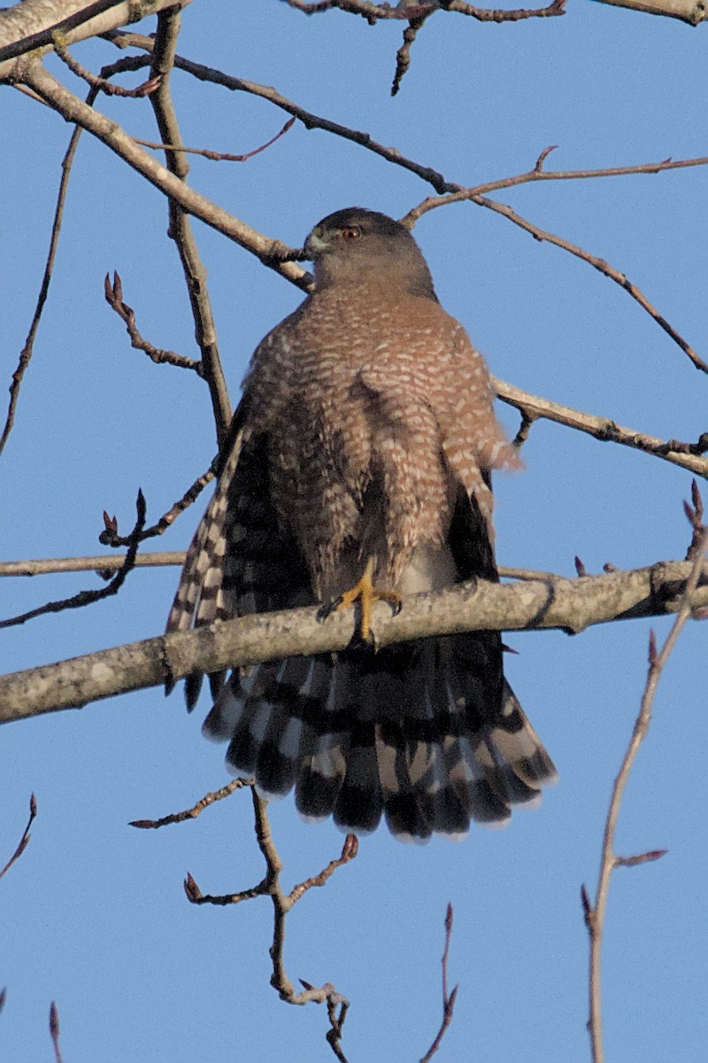 Cooper's Hawk - ML612537200
