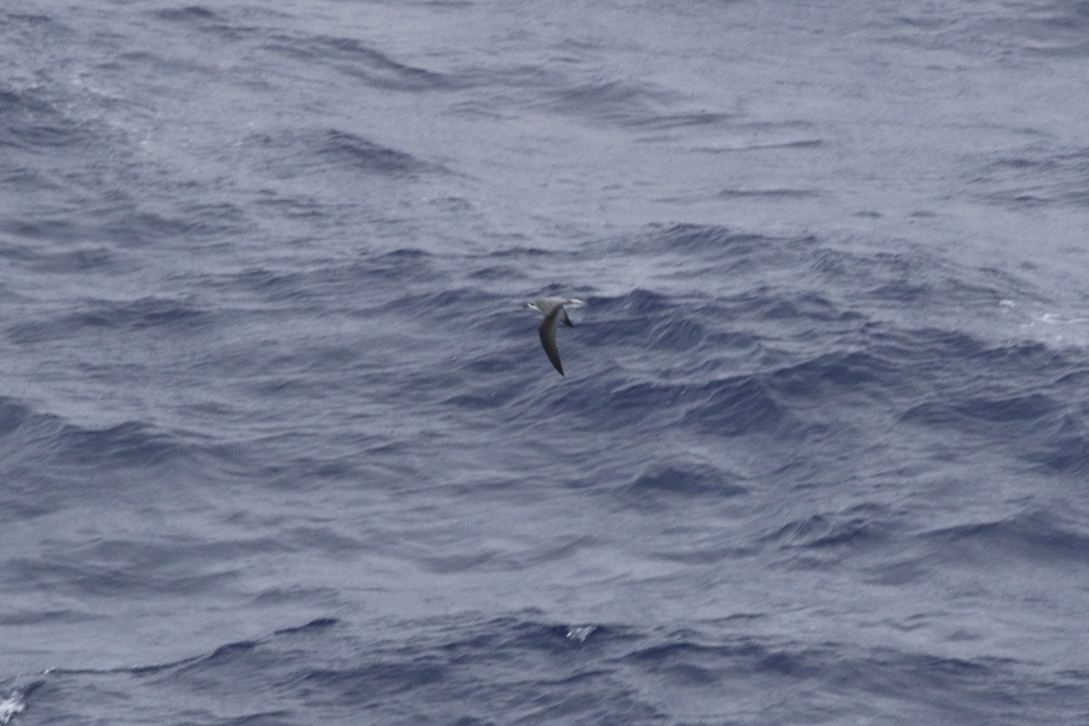 Cook's Petrel - ML612537244