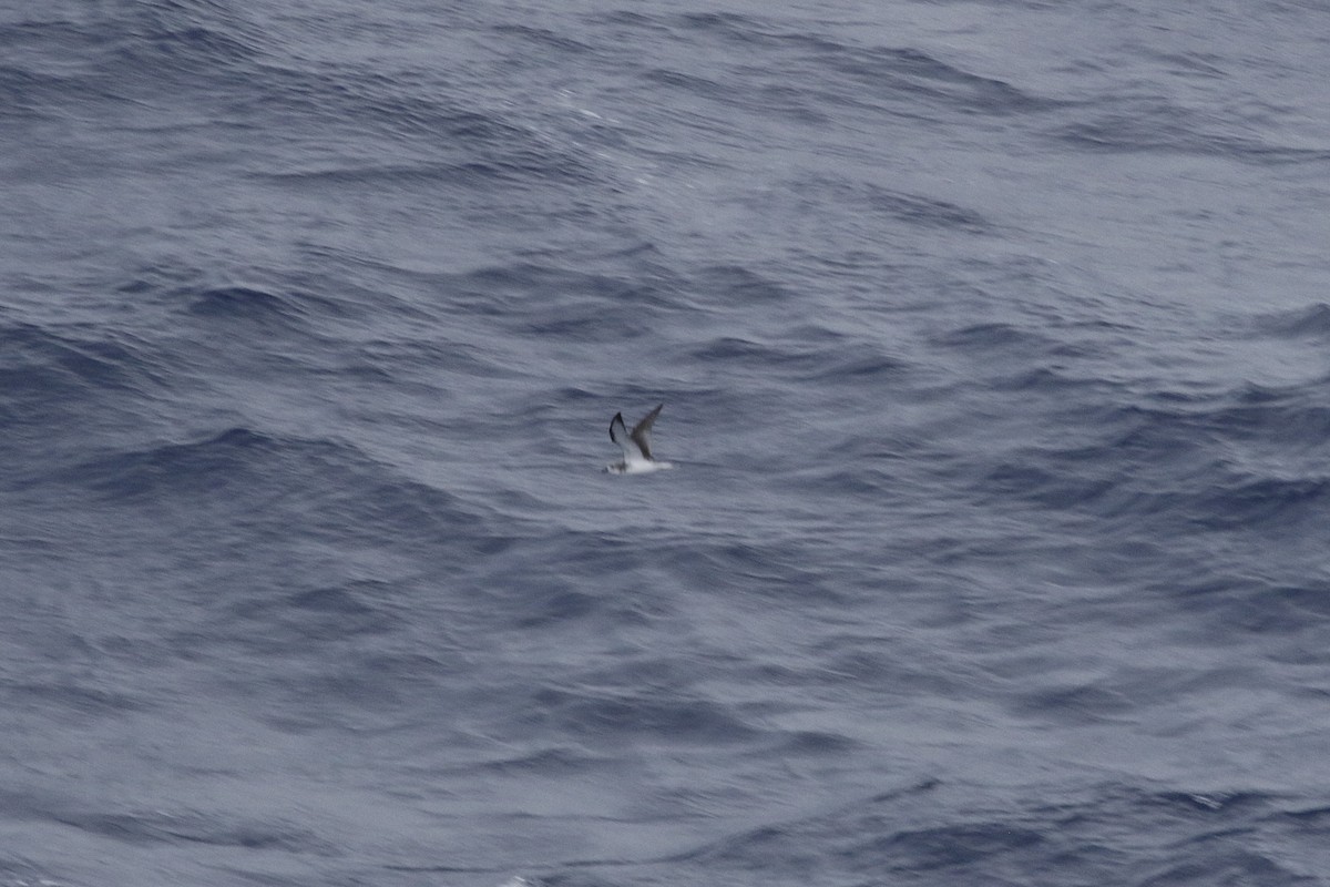 Cook's Petrel - ML612537263