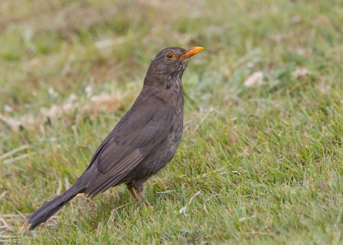 Eurasian Blackbird - ML612537274