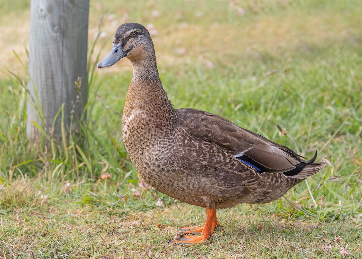 Mallard x Pacific Black Duck (hybrid) - Julie Clark