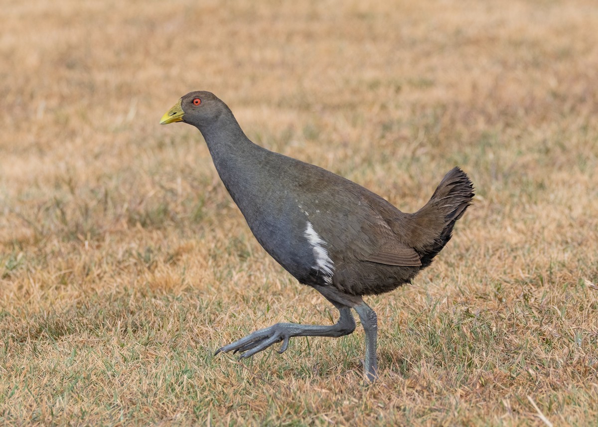 Grünfuß-Teichhuhn - ML612537406