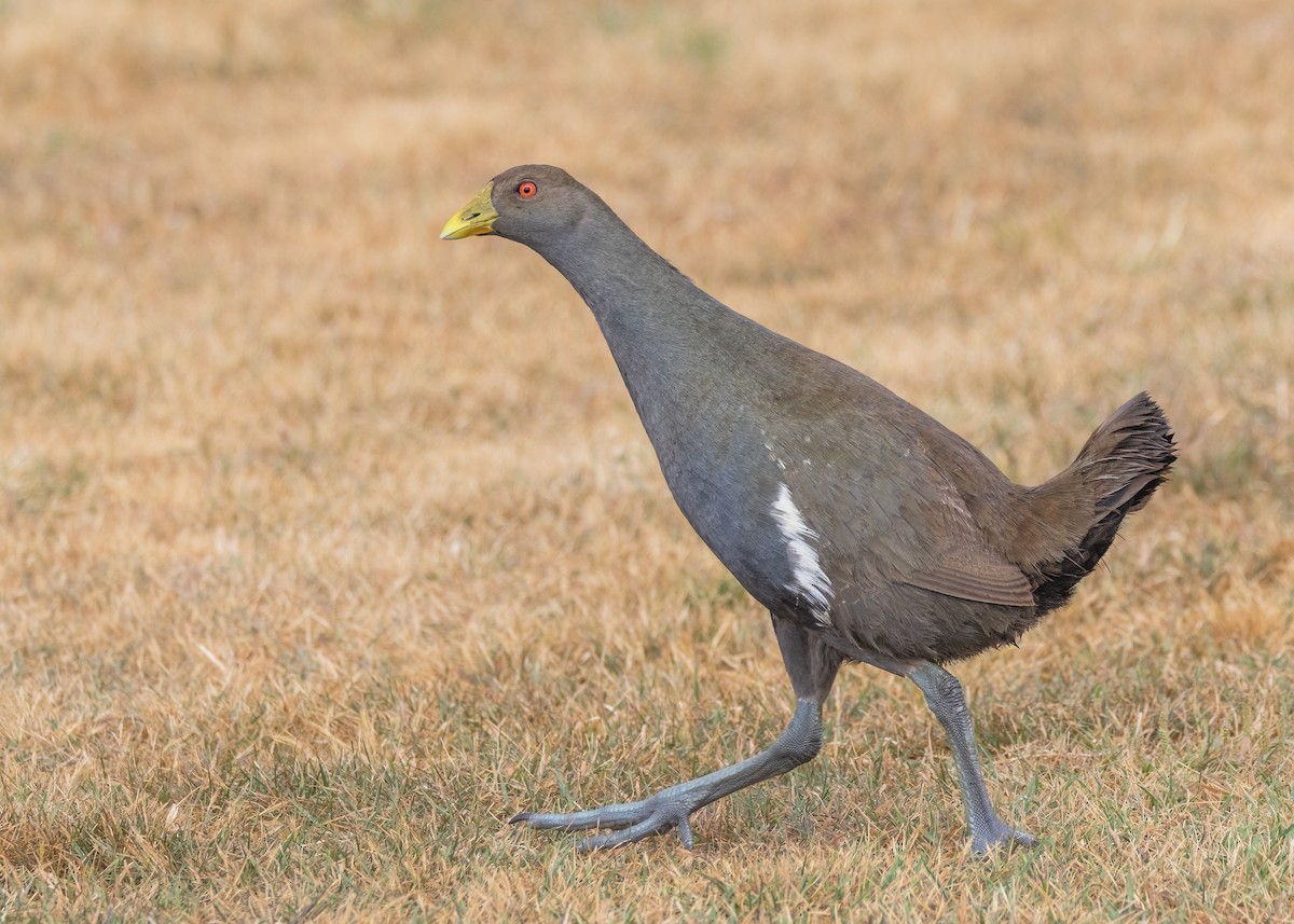 Gallinule de Tasmanie - ML612537409