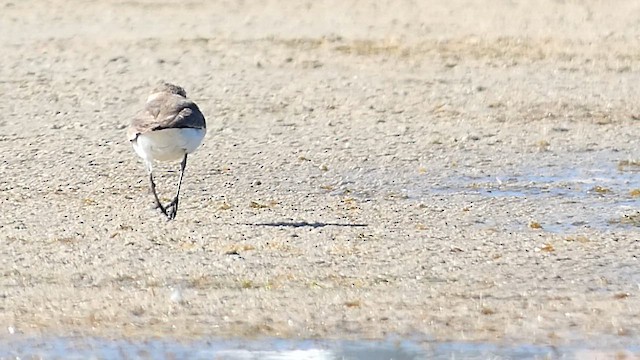 Kentish Plover (Kentish) - ML612537424