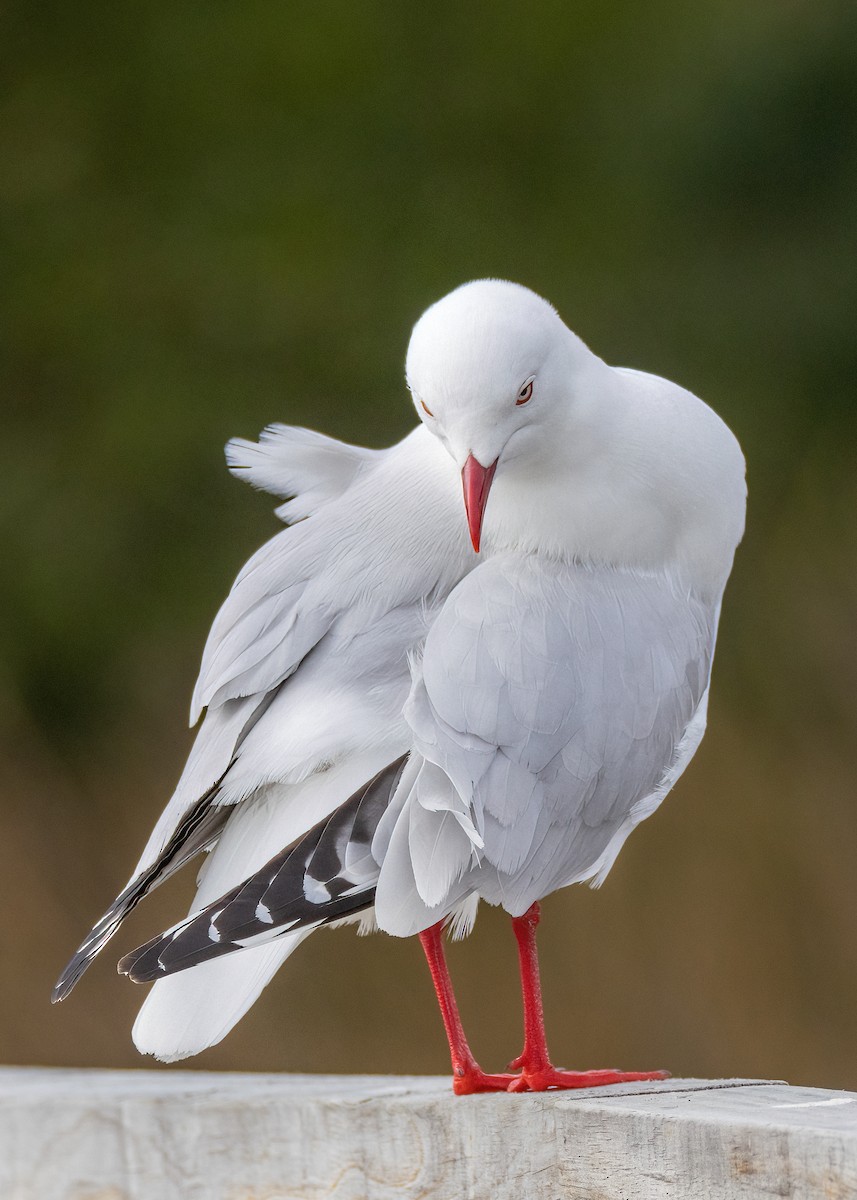 Mouette argentée - ML612537439