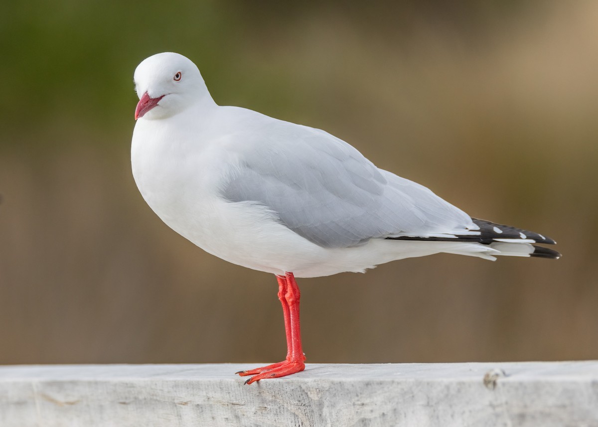 Silver Gull - Julie Clark