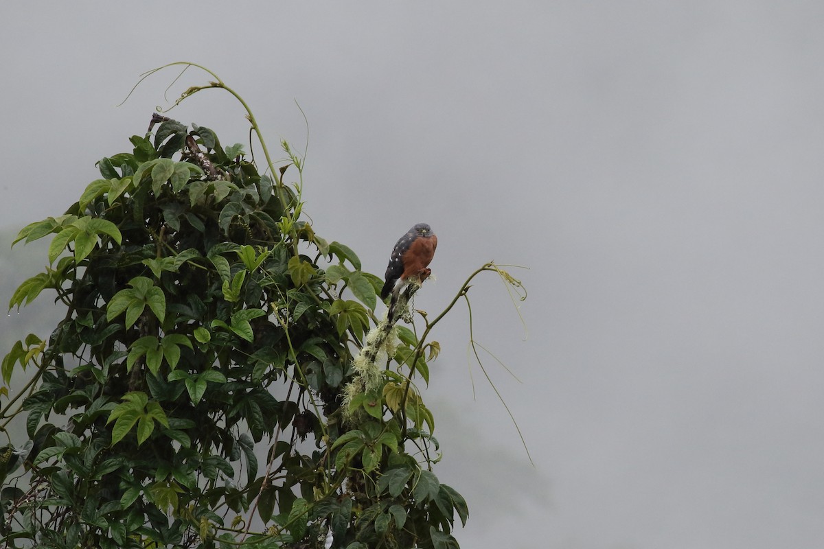 Double-toothed Kite - ML612537553