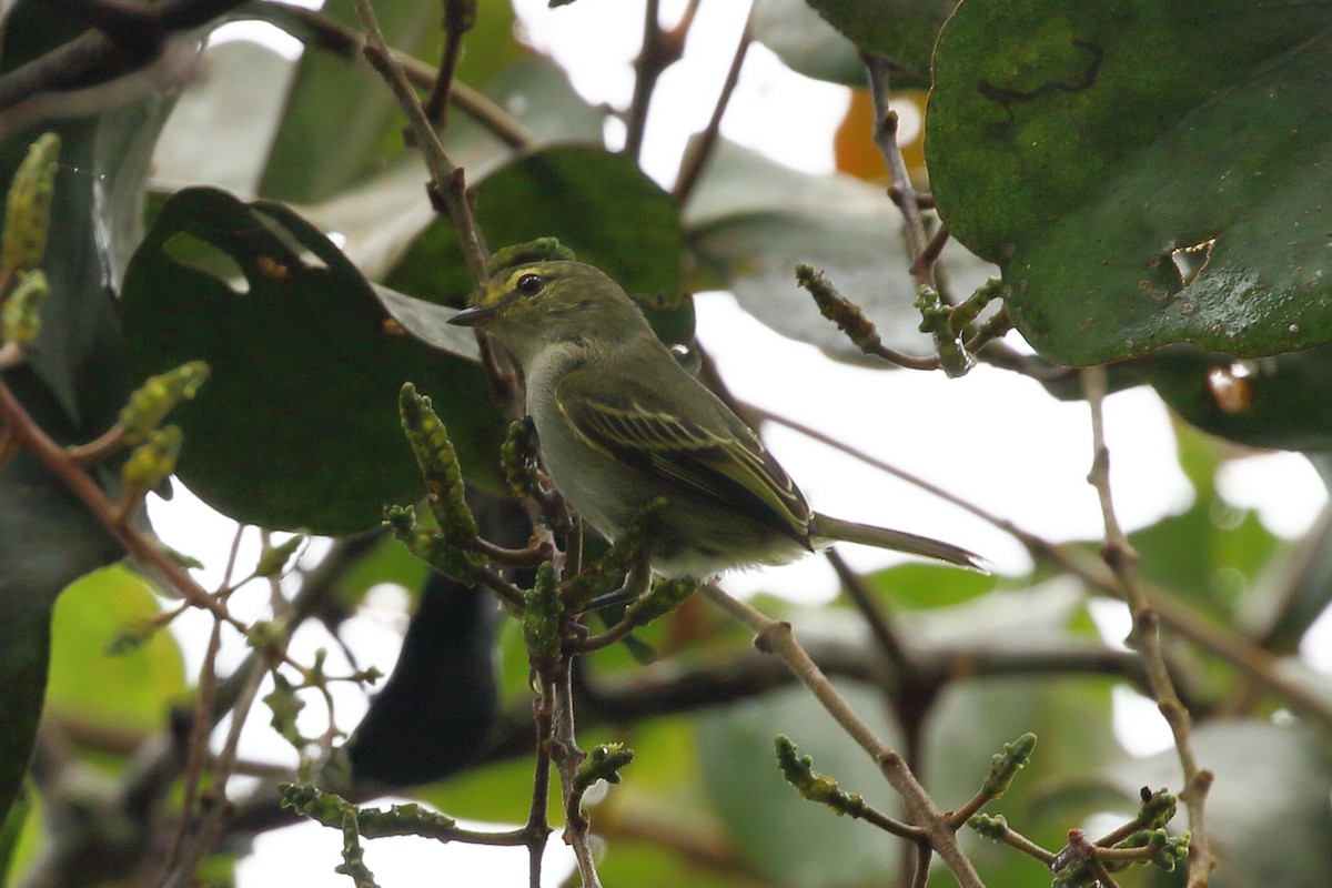 Ecuadorian Tyrannulet - Chris Rasmussen