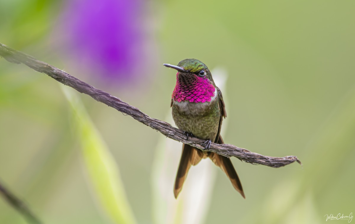 Amethyststernkolibri - ML612537629